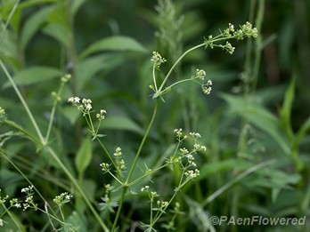 Whorled bedstraw